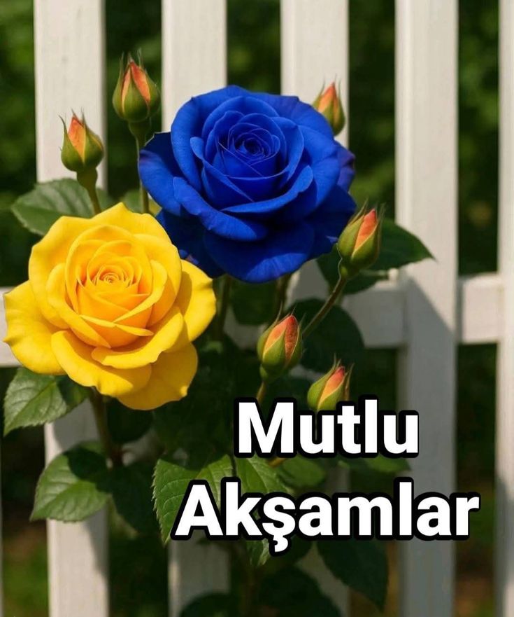 Halil.🇹🇷💙💛💙💛 (@halilgmkan1) on Twitter photo 