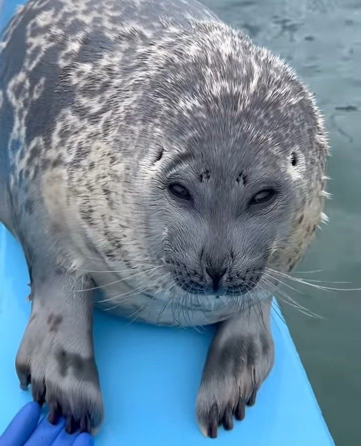 Lovejoy as seals (@lvjyseals) on Twitter photo 