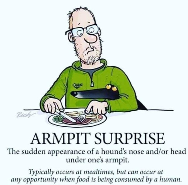 oldguy_steve's tweet image. My dog has this move perfected.