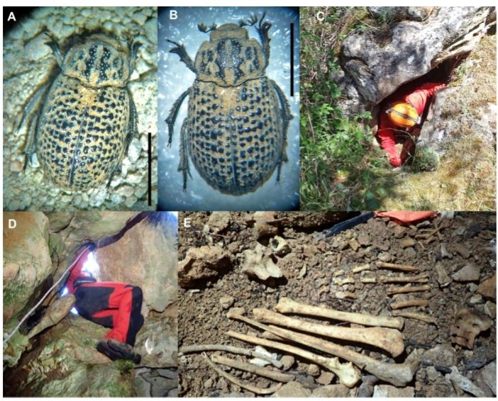AeEntomologia's tweet photo. Nueva nota en el Boletín de la AeE 

Sobre el hallazgo de Trox (Trox) hispanicus Harold, 1872 (Coleoptera, Trogidae) en una cueva de Guadalajara (España)

Descarga gratuitamente en: https://t.co/PsEYh5pmR4 https://t.co/90Je4yu7vv