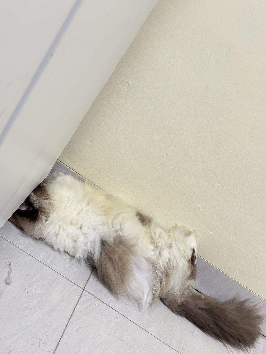 Bobo dengan anggunly