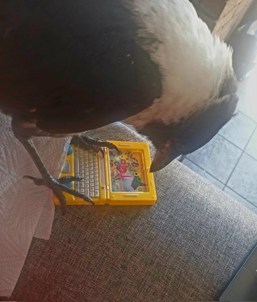 CaptiveAngel94's tweet image. How I feel when I pick up a controller.. &quot;wtf is this&quot; 

(Oreo trying to catch the water bubble inside the toy) 

#piedcrow #crow #controller #bird
