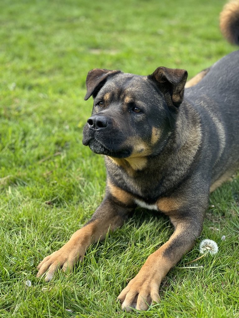 MissingPetsGB's tweet image. 🐕 BRUTZO is an akita cross missing since 27 November 2025 from #Buxton #NR10 area #Norwich #Norfolk
BRUTZO is microchipped. Please do not chase if sighted, please contact right away.