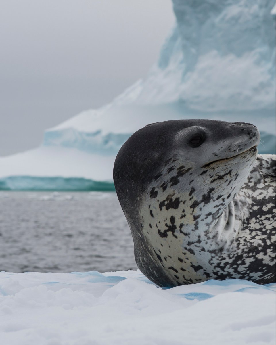 Secret Atlas tweet media