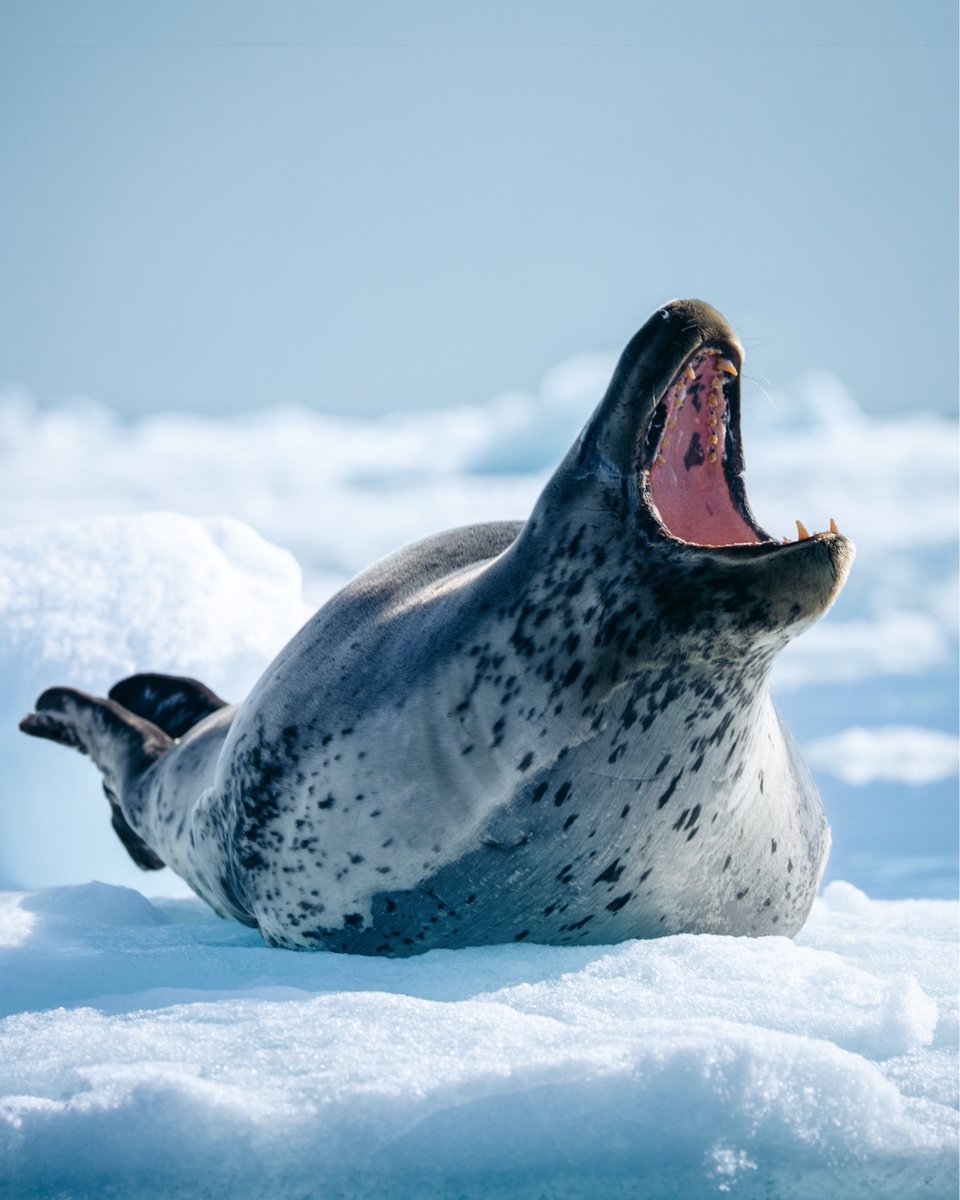 Secret Atlas tweet media