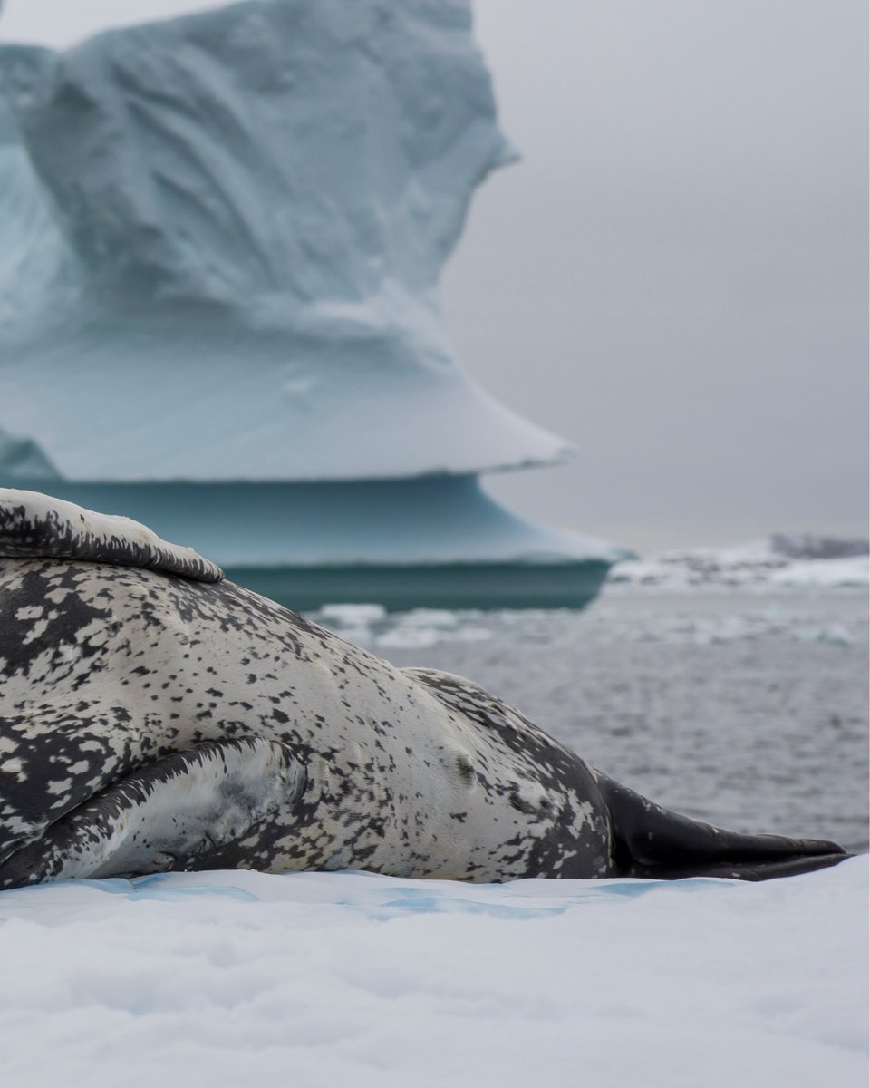 Secret Atlas tweet media