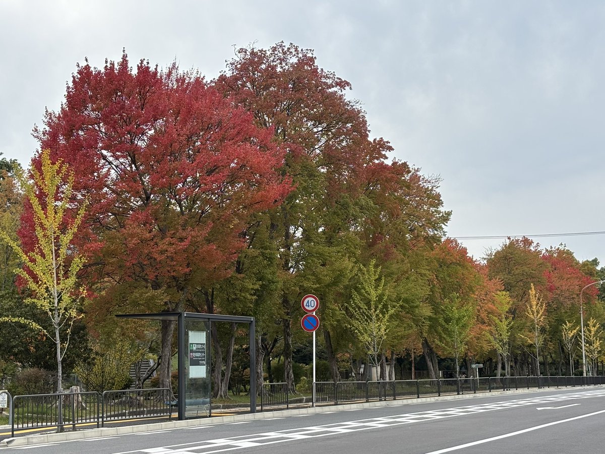 京都はどこに行っても紅葉が綺麗
#秋
#紅葉
#落ち葉
#kyoto 
#kioto 
#これはどこでしょう
#京都