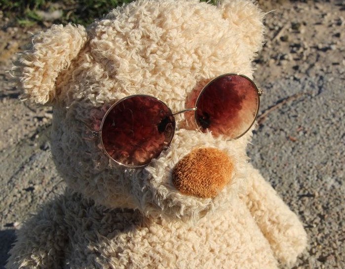 daily teddy bear daniel molloy tweet media