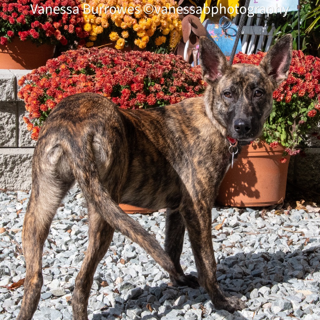 Brina is sweet, active, energetic, and super social with both dogs and people, making her a great match for many active homes. Meet her with an adoption request! 
Learn more about Brina: loom.ly/dqylOVQ
#sgadoptme #savinggracenc #dogsofnc #rescueismyfavoritebreed