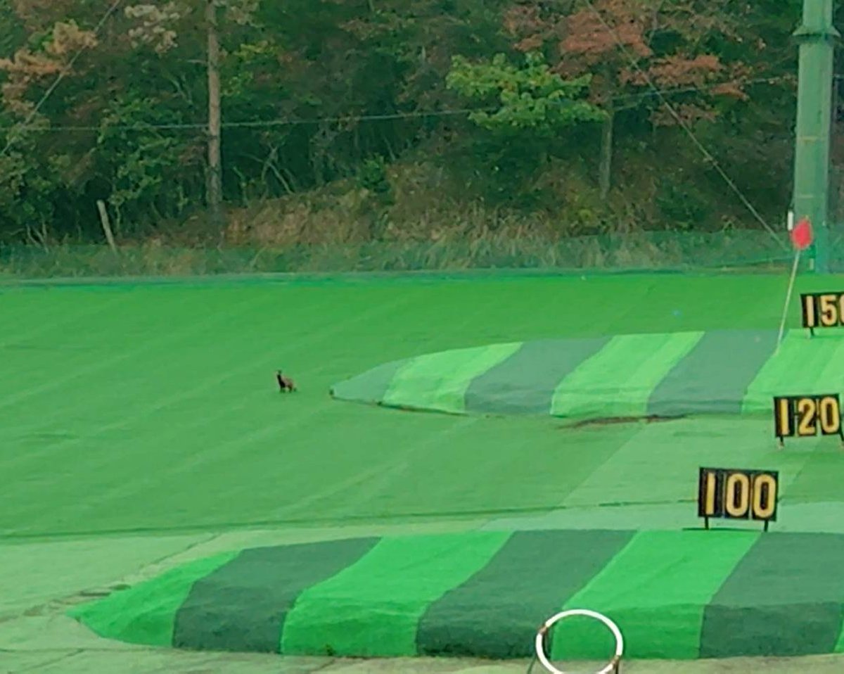 sepata (@sepata444) / Posts / X