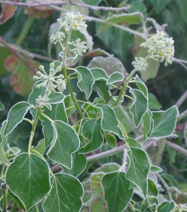 Tree_Folklore's tweet image. In Ireland, Ivy was seen as the feminine counterpart to the masculine Holly 🌲🍒

Holly’s tie to Christmas is still well known, but Ivy also held an important place in winter traditions 🎄❄️

Both were brought into the home during the darkest days of the year, but the order…