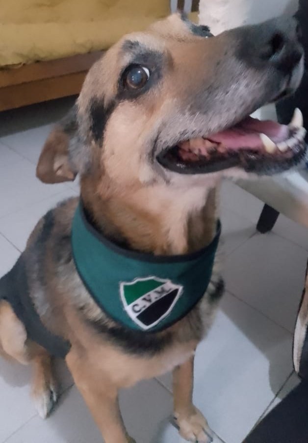 VMynadamas's tweet image. Este perro va a tener mas mg q la publicacion de barracas