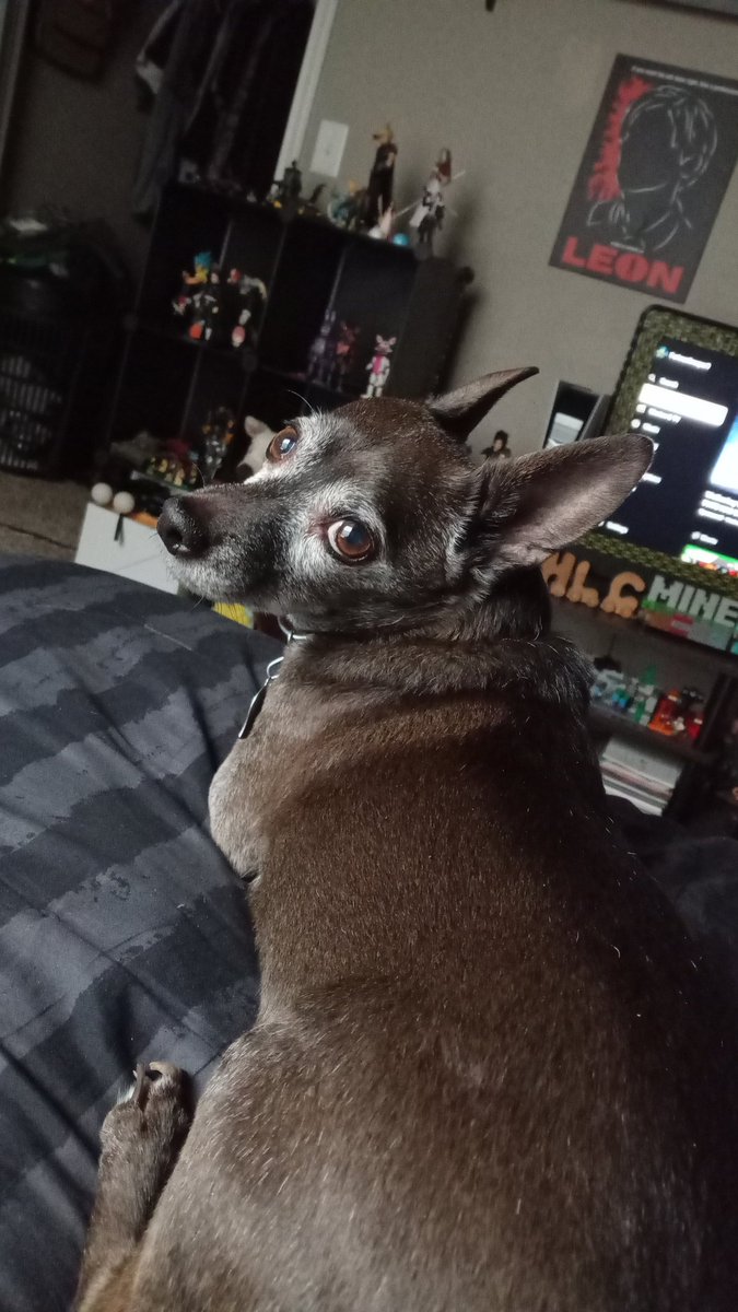 Today I made the hardest decision of my life and said goodbye to my dog. He lived until about 16 years old and I couldn't have asked for a better companion. I love you Timmy forever and always.