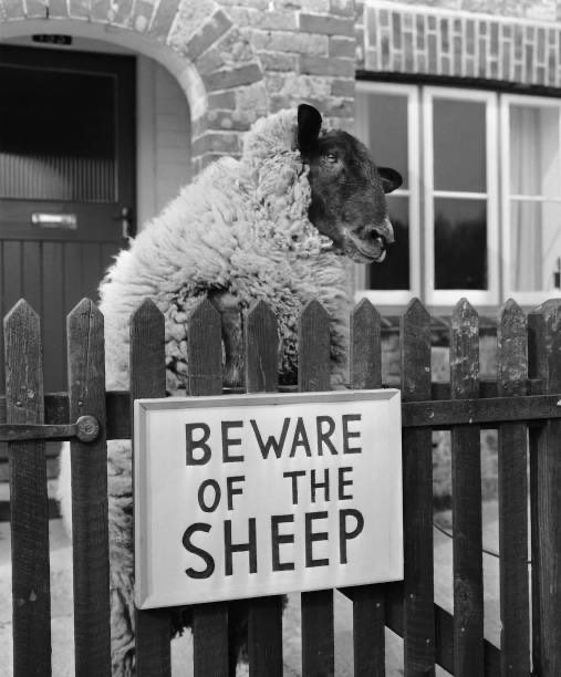 50YearsAgoLive's tweet image. Shambles the Sheep, the most violent sheep in Britain, stands in his enclosure, to which he has been condemned because he cannot stop head-butting humans.
