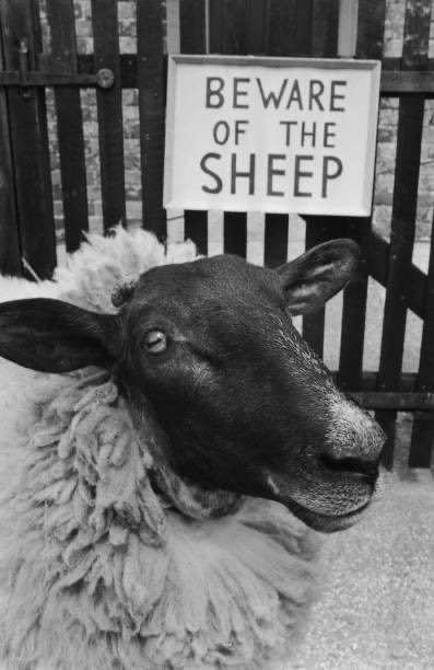 50YearsAgoLive's tweet image. Shambles the Sheep, the most violent sheep in Britain, stands in his enclosure, to which he has been condemned because he cannot stop head-butting humans.