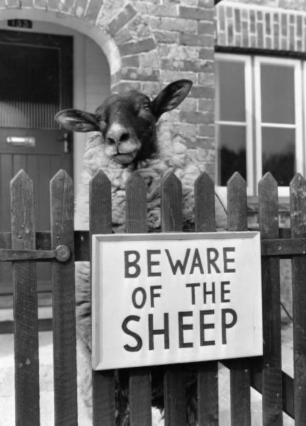 50YearsAgoLive's tweet image. Shambles the Sheep, the most violent sheep in Britain, stands in his enclosure, to which he has been condemned because he cannot stop head-butting humans.