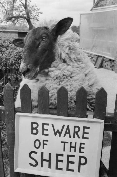 50YearsAgoLive's tweet image. Shambles the Sheep, the most violent sheep in Britain, stands in his enclosure, to which he has been condemned because he cannot stop head-butting humans.