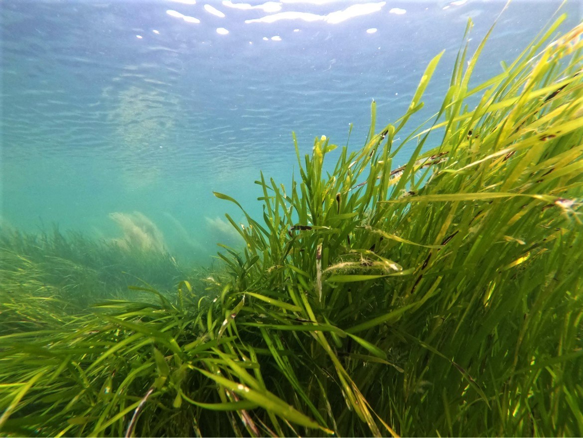 Natural England Thames Solent tweet media