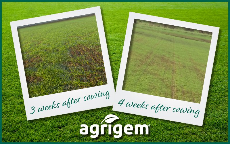 These straight fescue fields took a hit this summer, but the results from a late overseeding campaign are proving highly successful.
The image sequence shows the impressive progress achieved from late October through to late November.
#TurfAgronomy @agrigemLtd