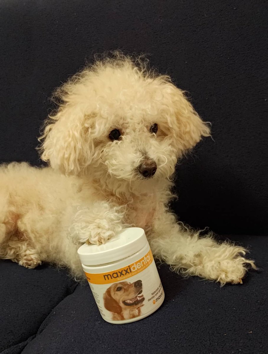 maxxipaws's tweet image. Never underestimate the importance of good oral health ❤
#dogoralhealth #dogdentalhealth #doggum #dogteeth #dogshealth #caninehealth