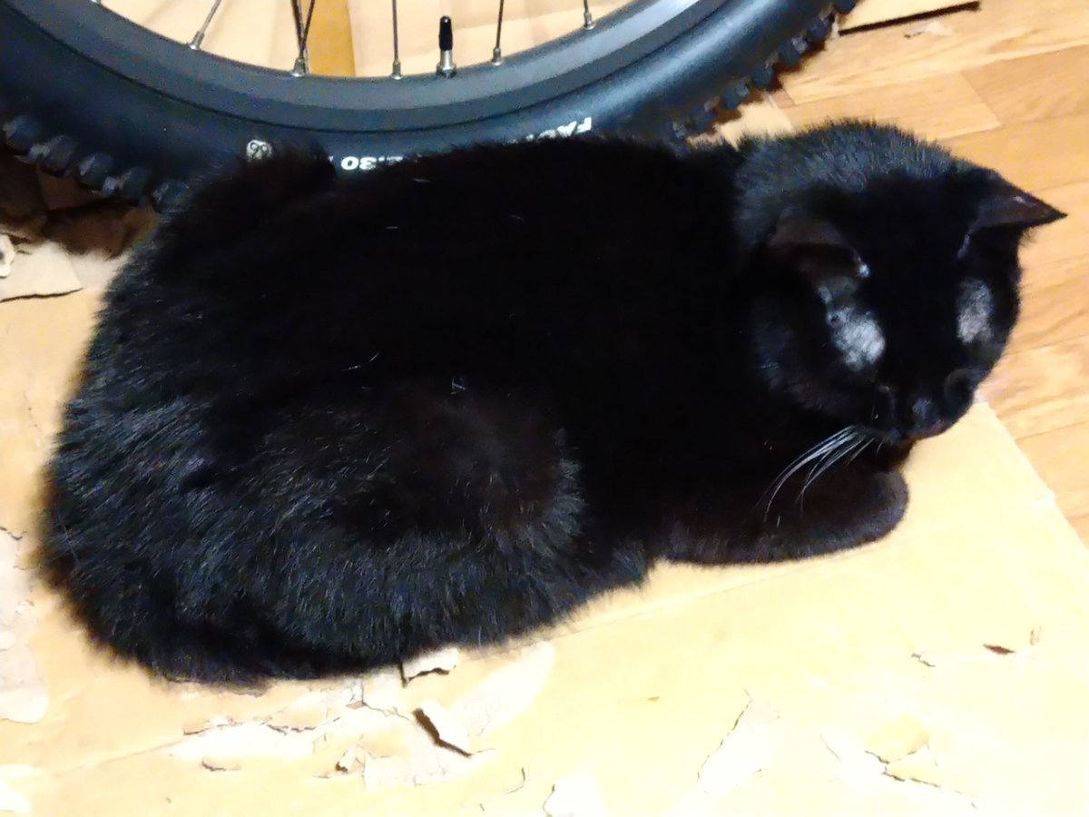 ねこくろ クロニャンコ (@nyankowheel) / Posts / X