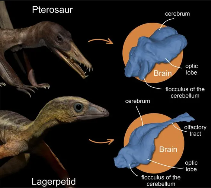 globalmuseum's tweet image. A 233-Million-Year-Old Fossil Reveals How #Pterosaurs Learned to Fly.
#Fossils of Ixalerpeton offered the clearest window yet into the earliest stages of pterosaur brain evolution.
discovermagazine.com/a-233-million-… #globalmuseum