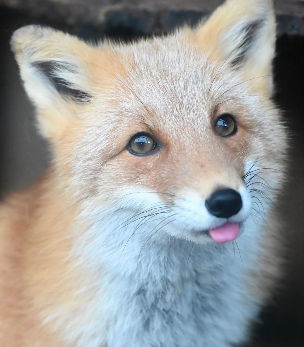 heres a fox to help brighten your day :3
