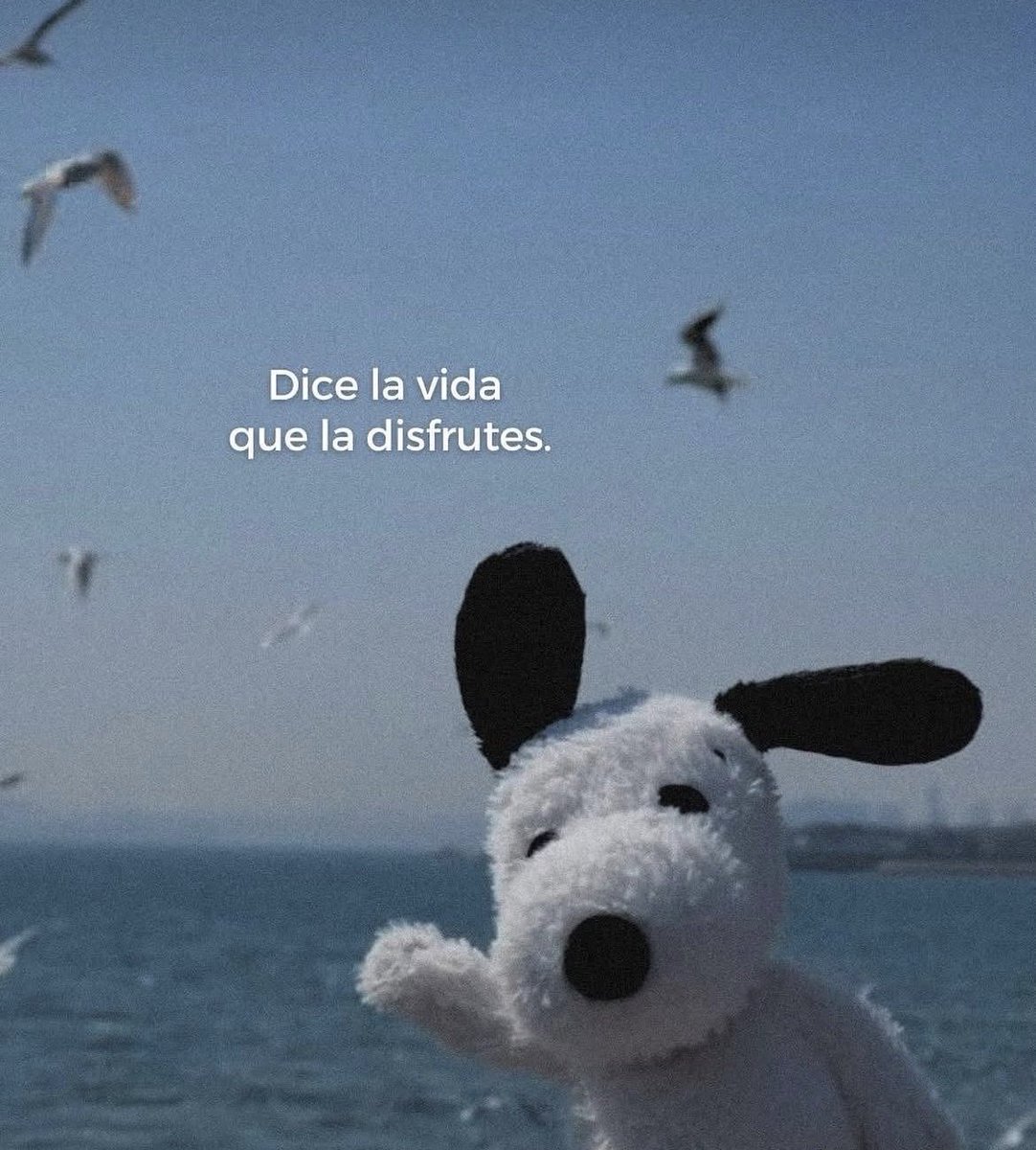 BANDIDOS (@bandidosfrasess) on Twitter photo 