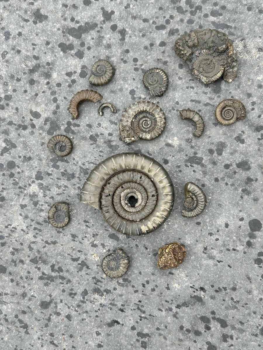 vanessa_c_clark's tweet image. #AlphabetChallenge #WeekVforVowel Ammonites from the Jurassic Coast