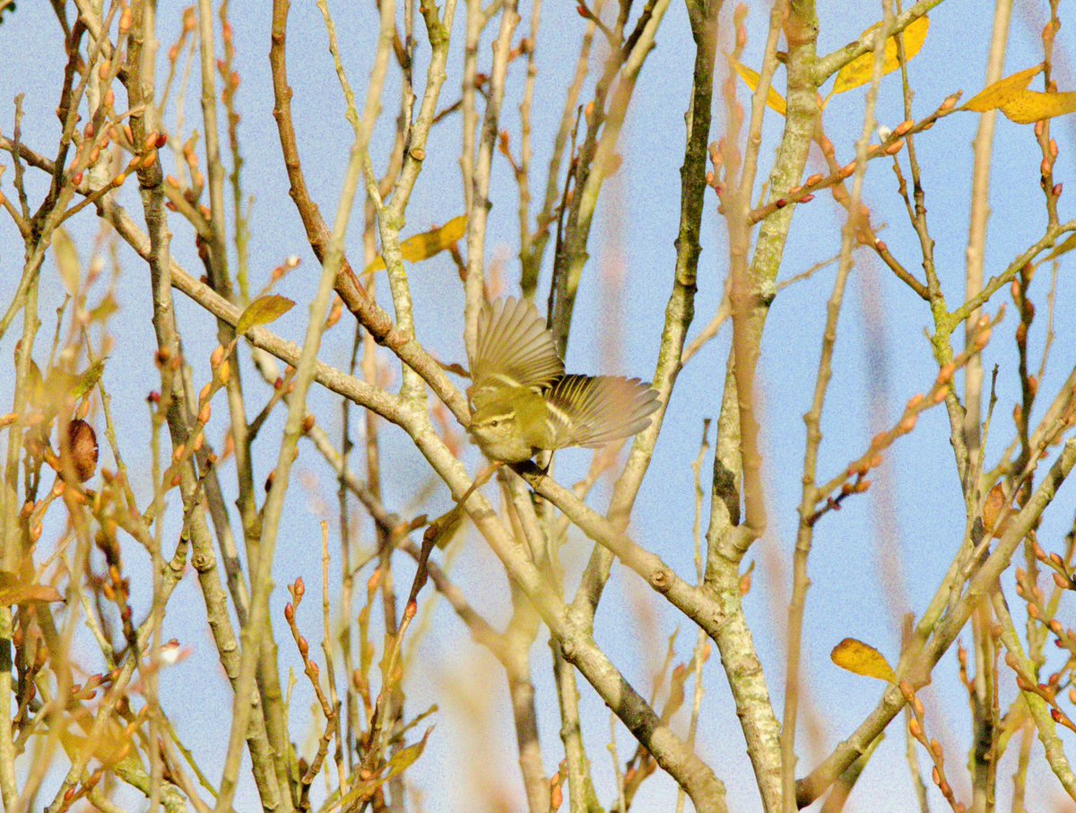 My efforts after brief views of the Broadsands yellow browed warbler  <a href="/DevonBirds/">Devon Birds</a>