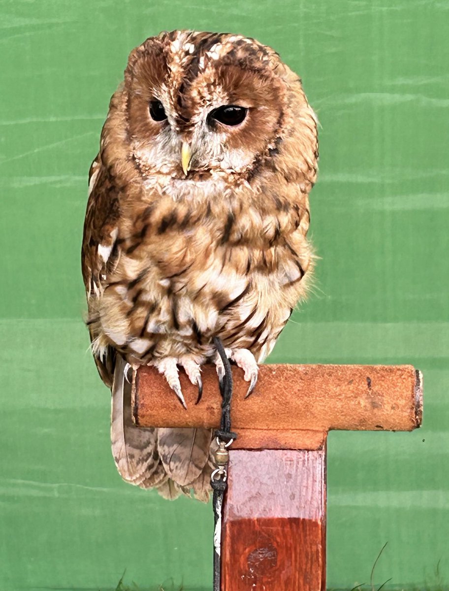vanessa_c_clark's tweet image. #AlphabetChallenge #WeekVforVowel Beautiful owl