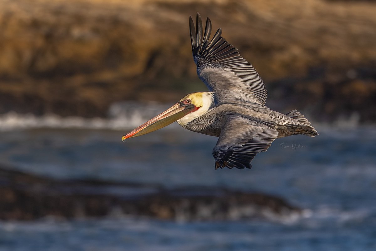 Tina Quillen Photography tweet media