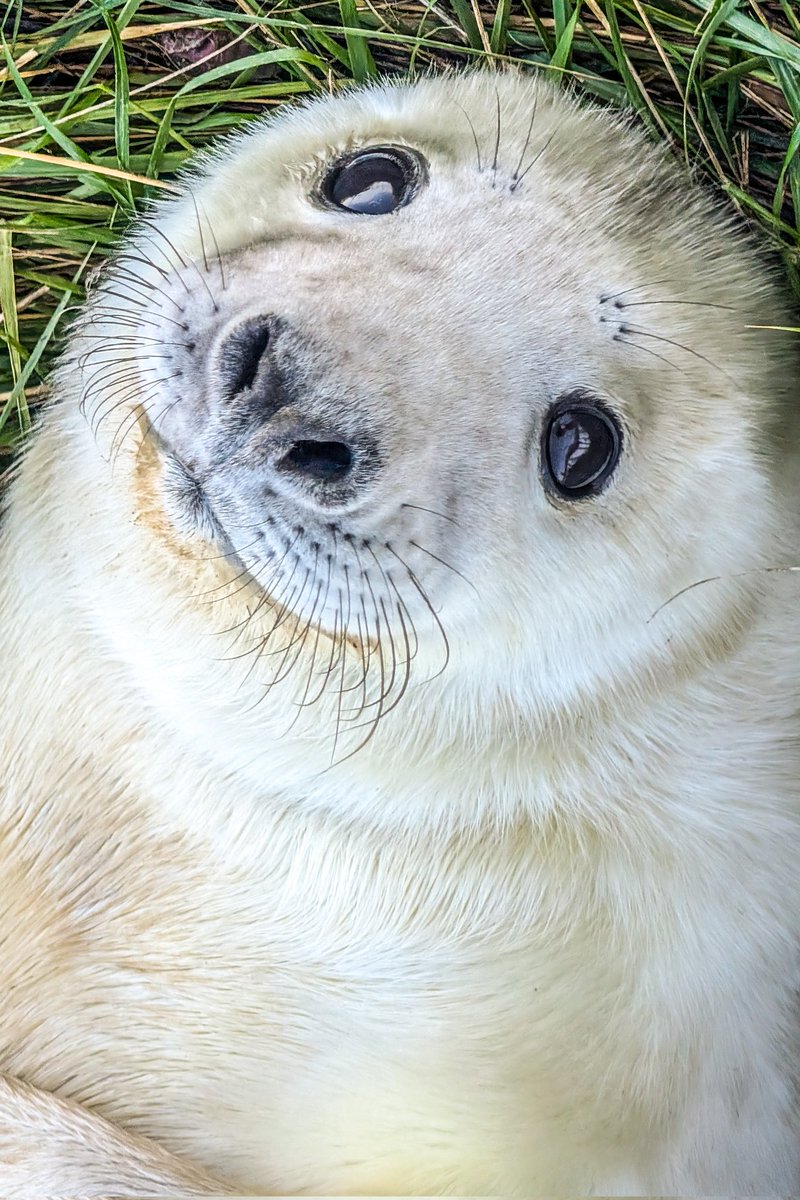 sheppellcoite's tweet photo. Those eyes! Absolutely captivated by this beautiful Grey Seal pup at Donna Nook this afternoon. Such a memorable encounter.
#DonnaNookSeals #WildlifeUK #SaveOurSeals #AnimalEyes #NaturePhotography #LincolnshireWildlife https://t.co/7Oylw0q0cH