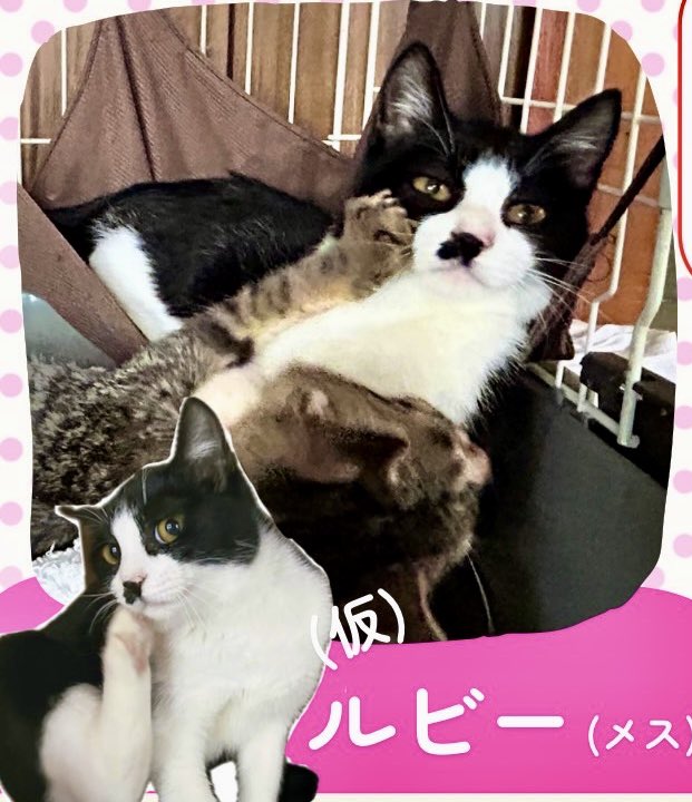 ピースにゃんこ函館＠うめこBB tweet media