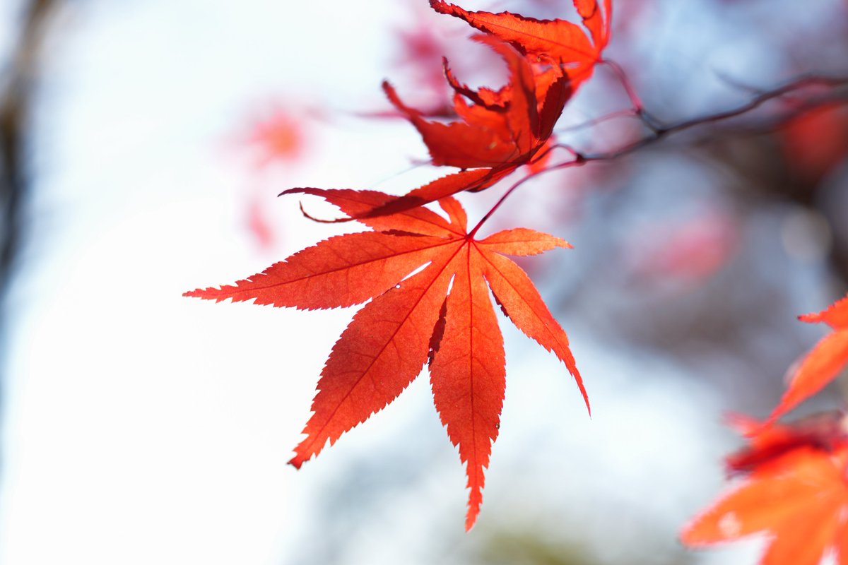 D0310Star's tweet photo. とても、うちゅくしい
#秋 #紅葉 #写真 #SONY https://t.co/arzVez2vhS
