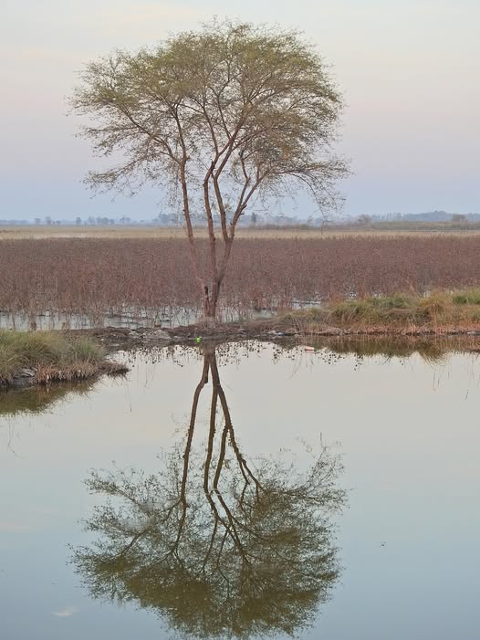 mmatalpur's tweet image. #Reflection