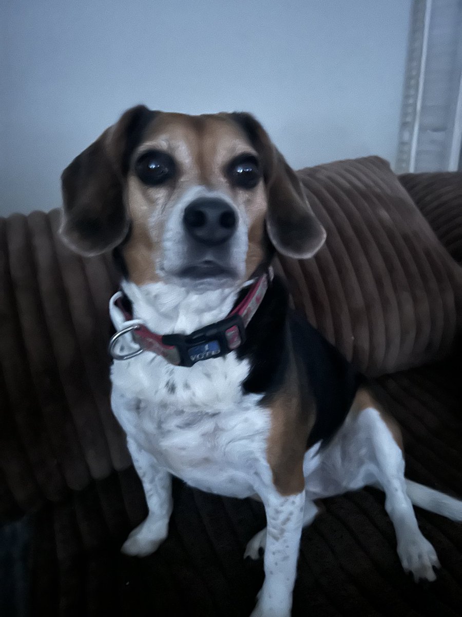 Pals!
Let’s give away another calendar!!!
Just Follow, Retweet &amp; tell comment one of your most favorite Rescue Coop rescue pups!!!
Random winner chosen at 8pm EST!!!