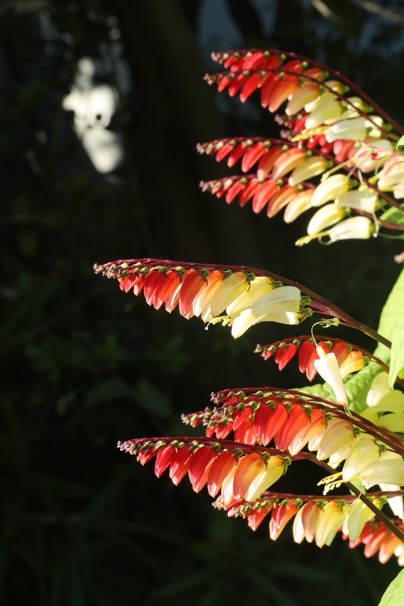 Mina lobata 😃
 
#IpomoeaLobata #MinaLobata #SpanishFlagVine