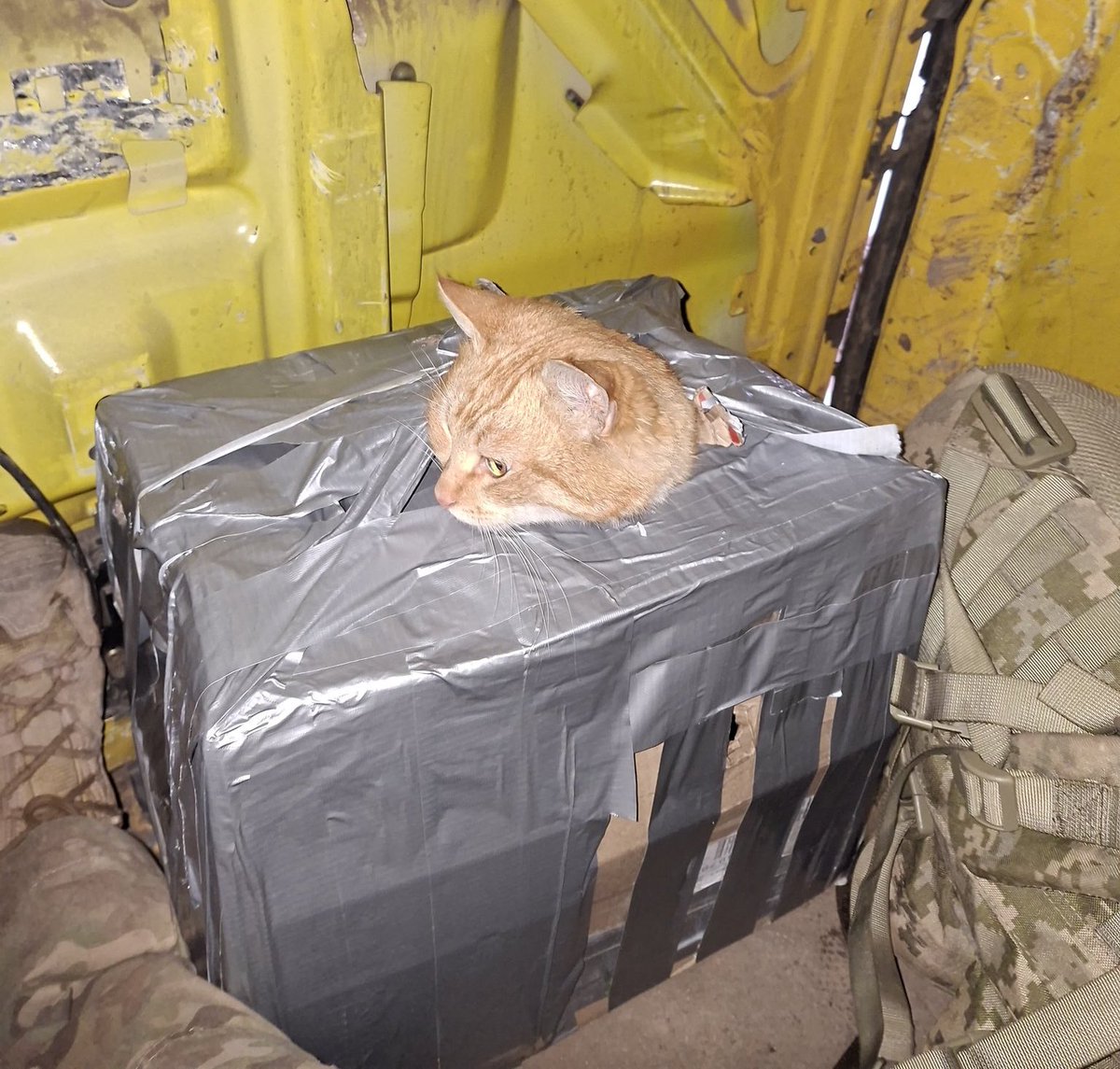 bayraktar_1love's tweet image. Ukrainian soldiers carried a cat 10km on foot to evacuate it from the frontline.