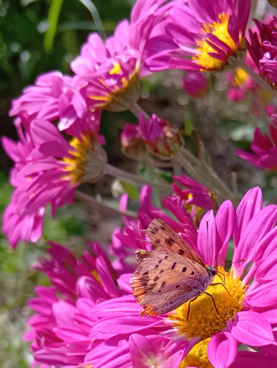 ゲリラガーデニング