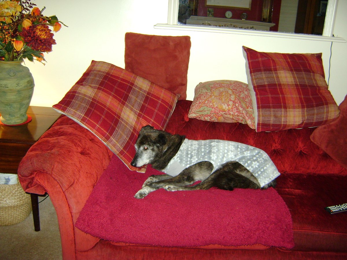 annadyson01's tweet photo. Ted enjoying his new in front of the fire relaxing bed and 14 year old forever foster OAP Bella our new family member settling in to life with her new doggie pals - been with us 2 weeks Sunday.  We all love you Bella💕 https://t.co/7eIEifSW30