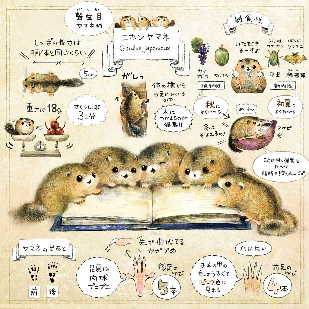 ForestStoryTime's tweet image. きょう11月29日は #いい肉球の日 とのことです。

日本の生きもの達の肉球🐾

さわり心地を想像しながら、
幸せな気持ちで描いてます。

ぷにぷに🐾