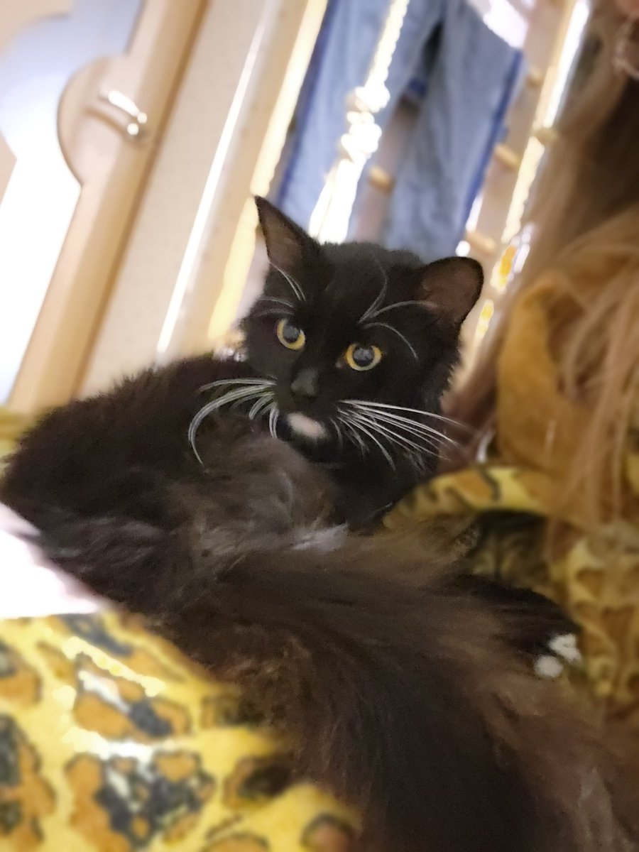 Хочу знайти їй родину
Класна кошочка 
Мемна,ласкава,манюнька