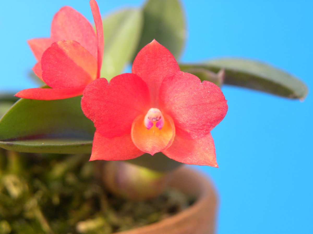 Cattleya cernua x sib. 
(`Pixie' HCC/JOS x `Benimaru' BM/JOGA )

今日の手乗り

この兄弟、今年我が家で初開花でこの個体で3例目です。

Benimaruに似た丸弁の個体