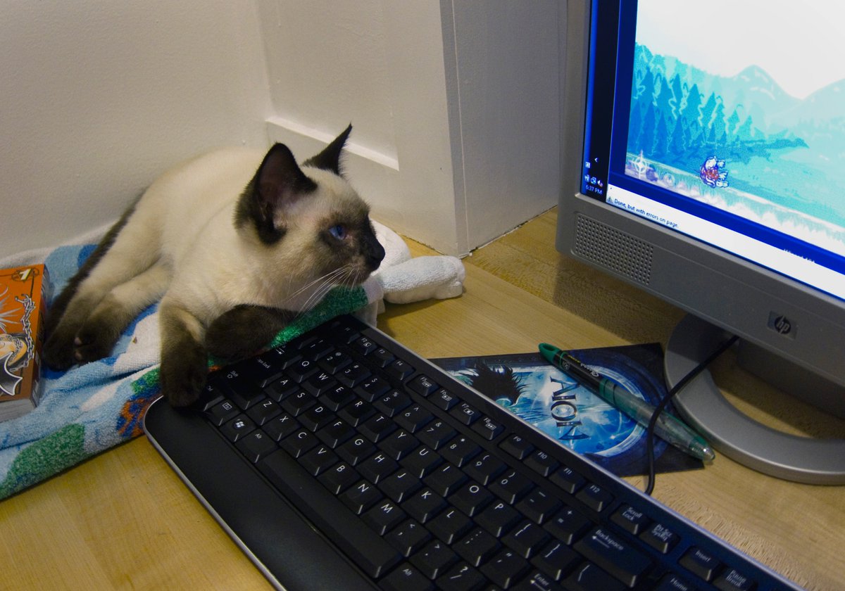 PetePeteRepeat_'s tweet photo. @vxunderground @cyberwarfarelab These courses would take me from uni level cyber studies to industry-prepped in no time. I’d be jazzed to have a crack at this fr

Also here’s a cat 🐈‍⬛ https://t.co/rFC4eZ2ON0