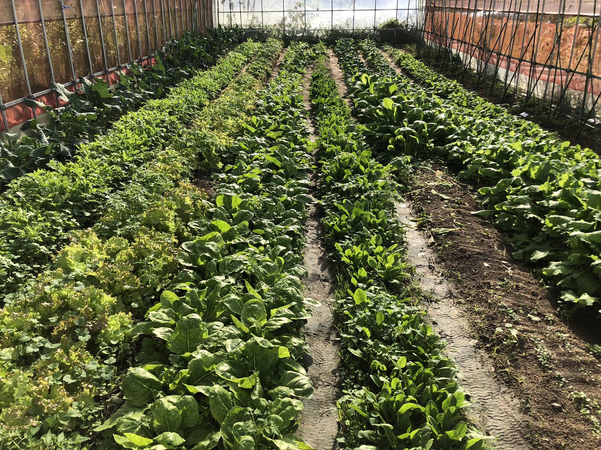 おは菜園（☀️）

みなさま今日もよろしくお願いします😊
ゆるふぁいゆるふぁい🍅🍠

第二ハウスも収穫ペースが上がってきました🥬