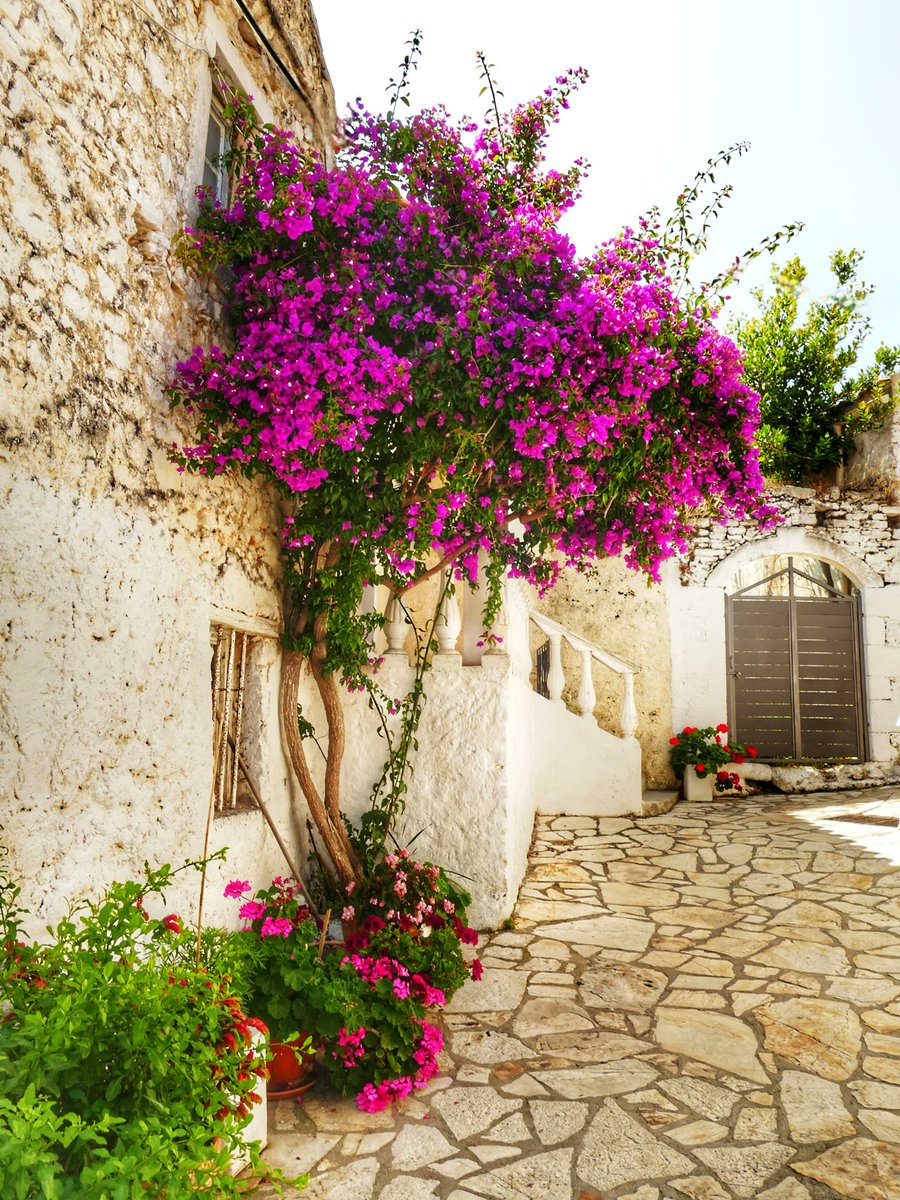 GreekPictures's tweet image. #Afionas in full bloom. Whitewashed walls, stone paths, and bougainvillea lighting up the alley with that perfect #Corfu magic. 🇬🇷
📷 katarina_sw_carpediem