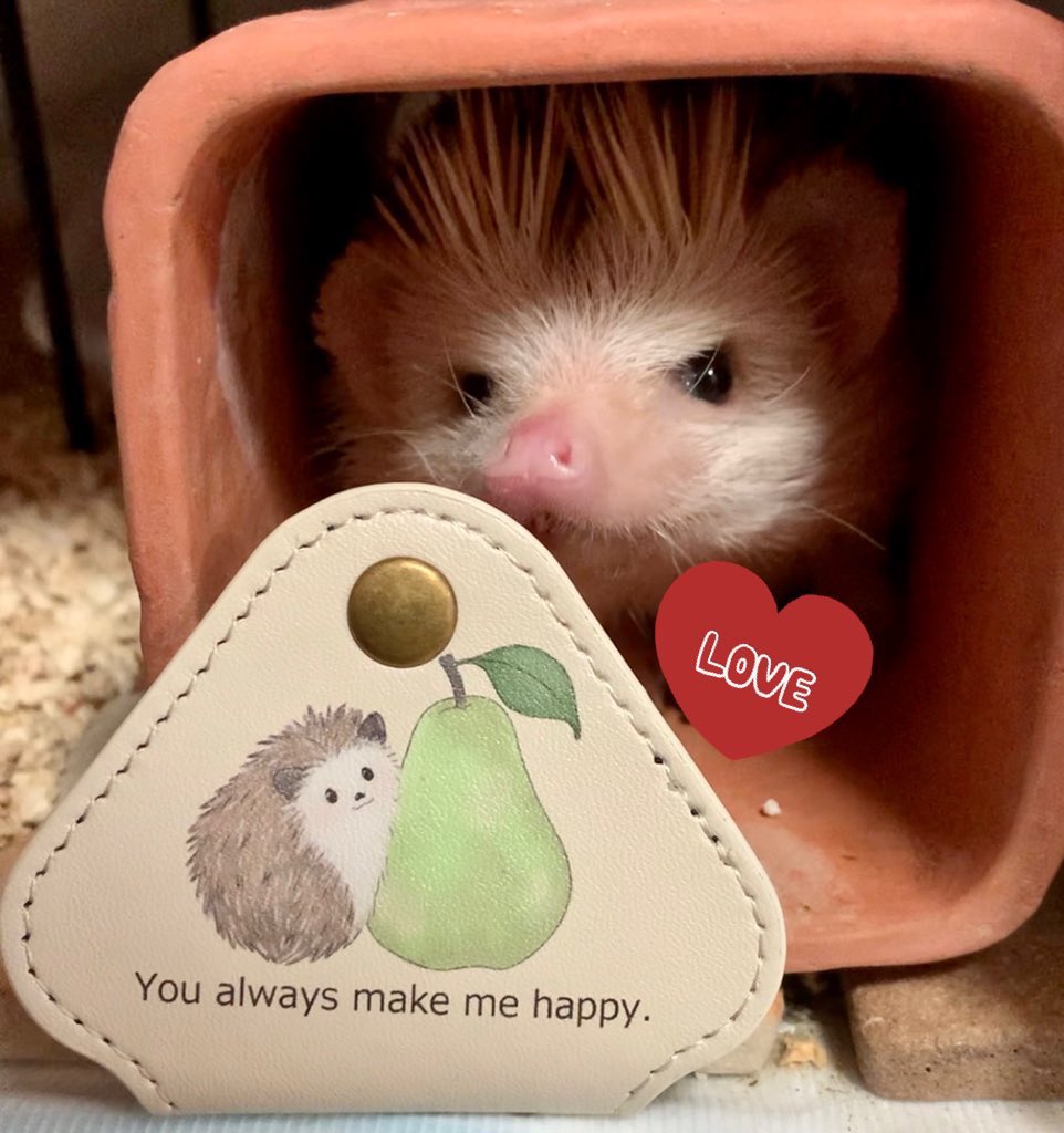 Hanami (@hanami0620) / Posts / X