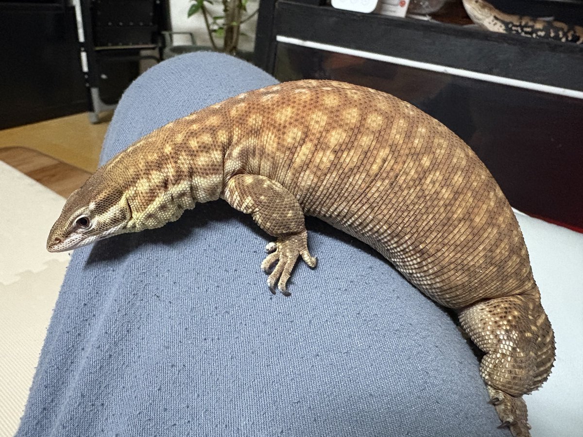 いづむ (@x1320o) / Posts / X