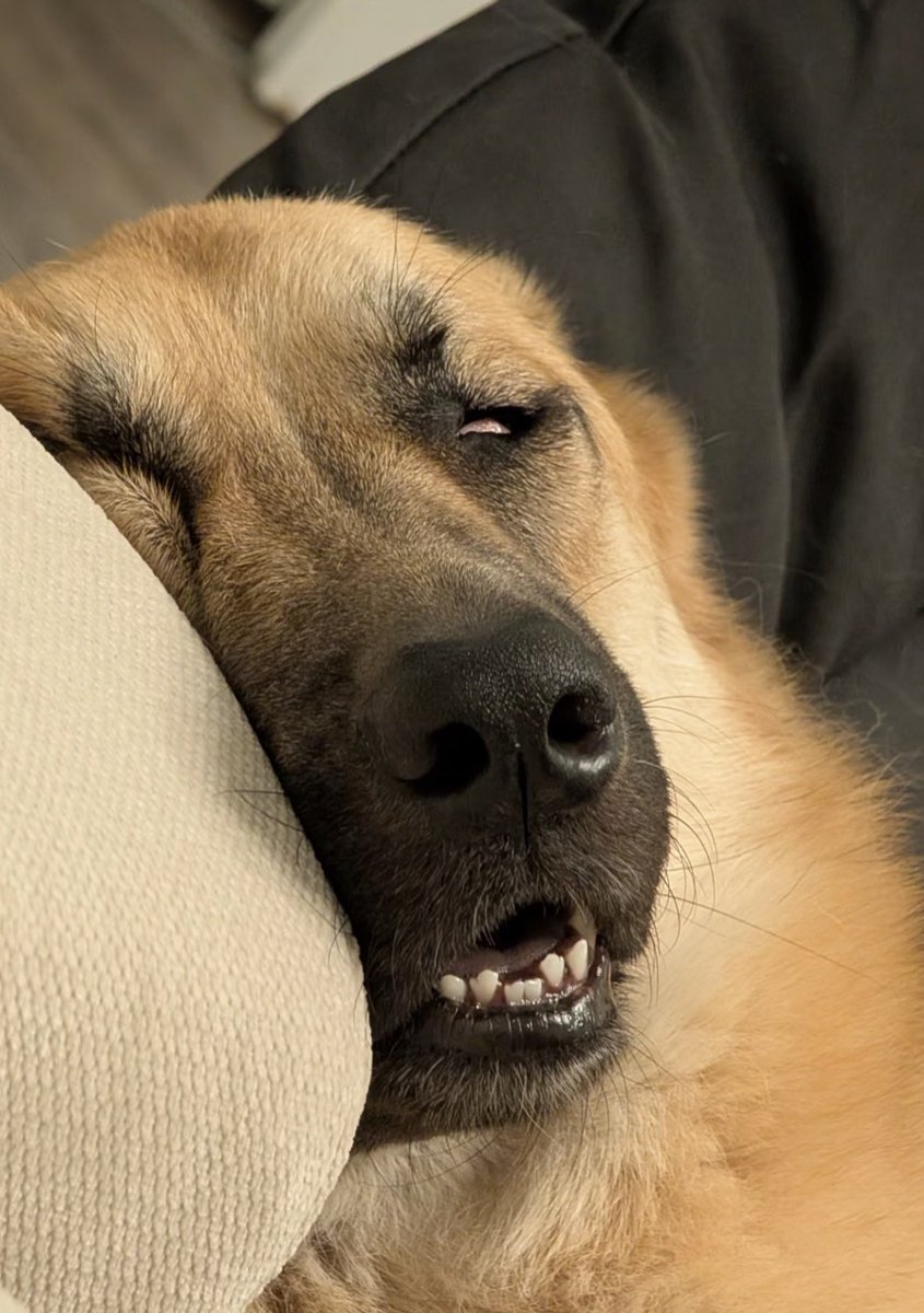 💖 (@twaniimals) on Twitter photo 